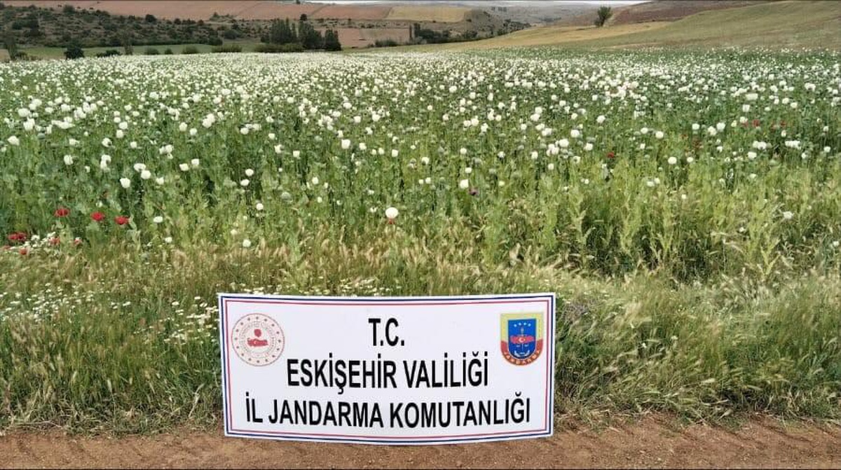 Eskişehir\'de 22 Bin 580 Kök Haşhaş Bitkisi Yetiştiren 2 Kişi Hakkında İşlem Başlatıldı