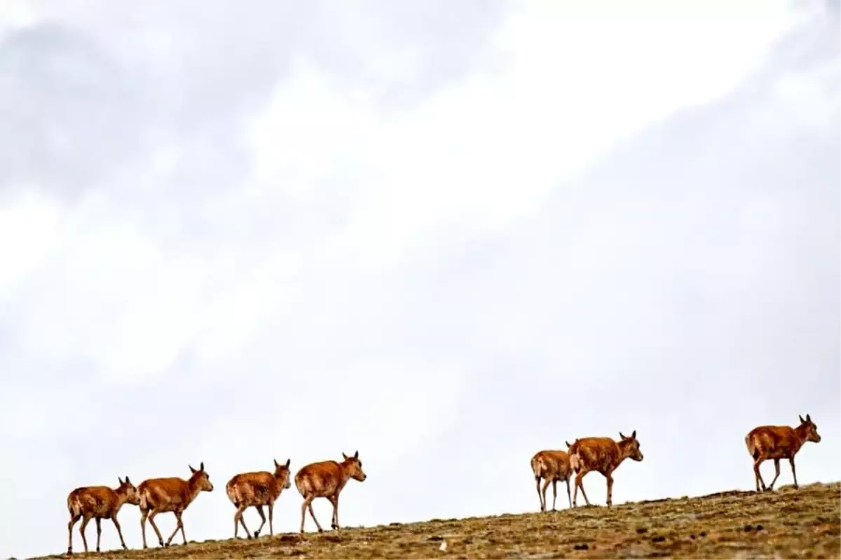 Tibet Antilopları Göç Sezonuna Başladı