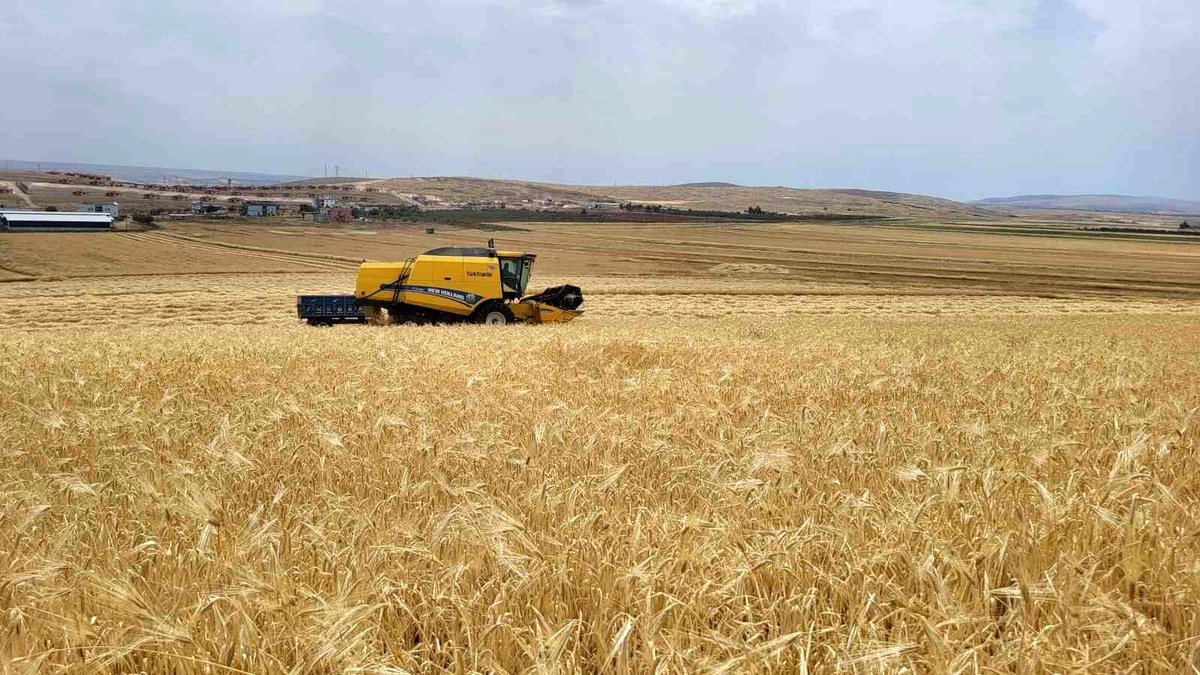 Adıyaman\'da Yağmur Yağışları Hububat Hasadını Artırıyor
