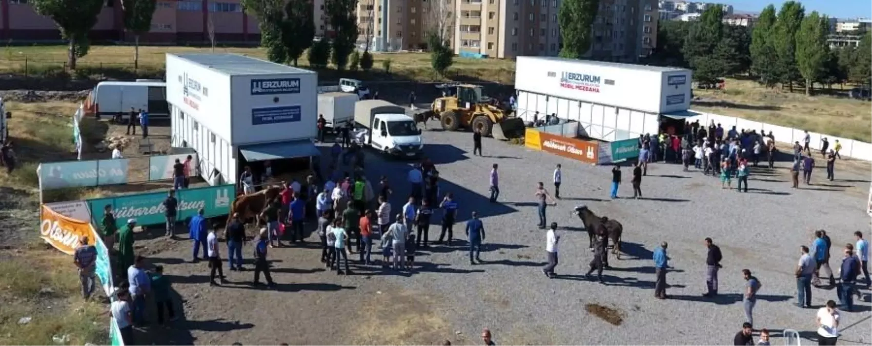 Erzurum\'da Büyükbaş Hayvan Kesim Fiyatı 3 Bin TL Olarak Belirlendi