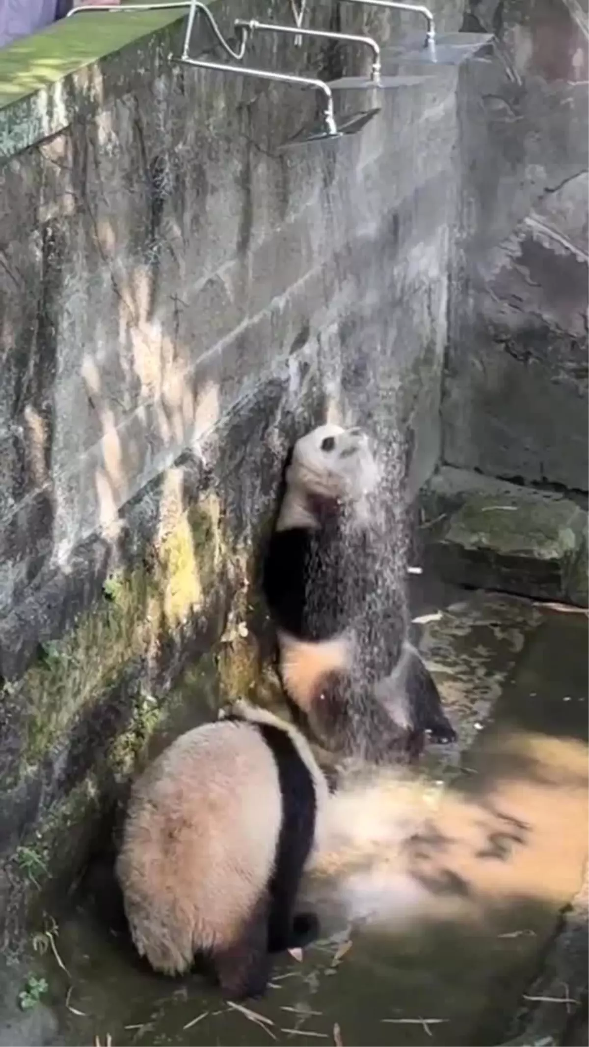 Chongqing Hayvanat Bahçesi\'ndeki Pandaların Eğlenceli Duş Görüntüleri