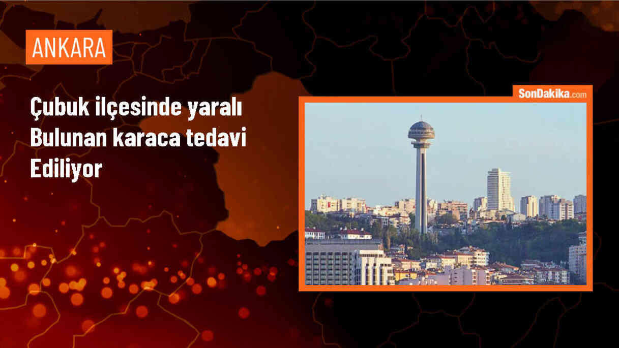 Ankara\'da yaralı karaca tedavi altına alındı