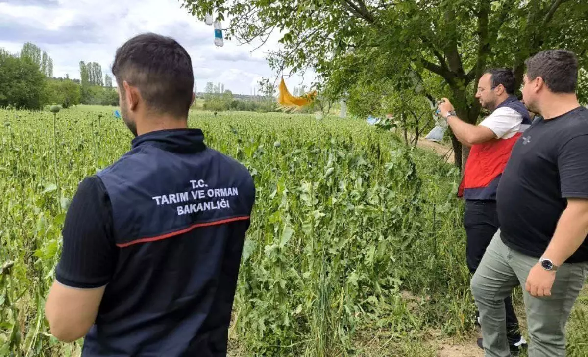 Emet ilçesinde doludan etkilenen haşhaş ekili alanlarda hasar tespit çalışmaları yapıldı