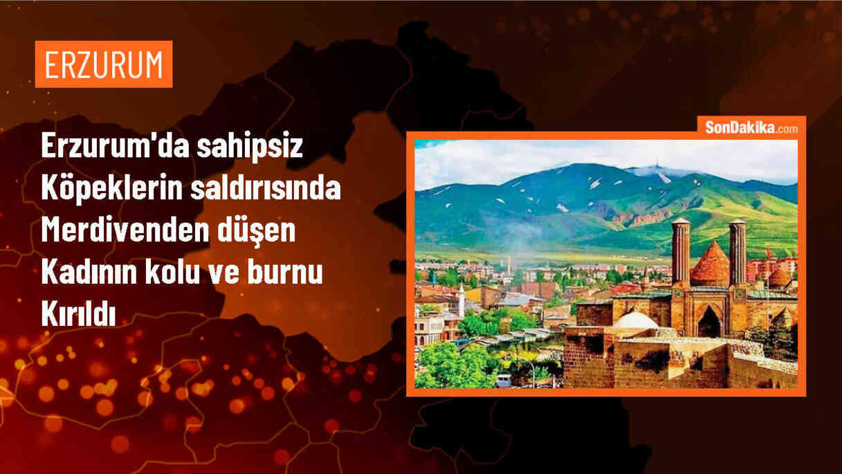Erzurum\'un Oltu ilçesinde sahipsiz köpeklerin saldırısında kadının kolu ve burnu kırıldı