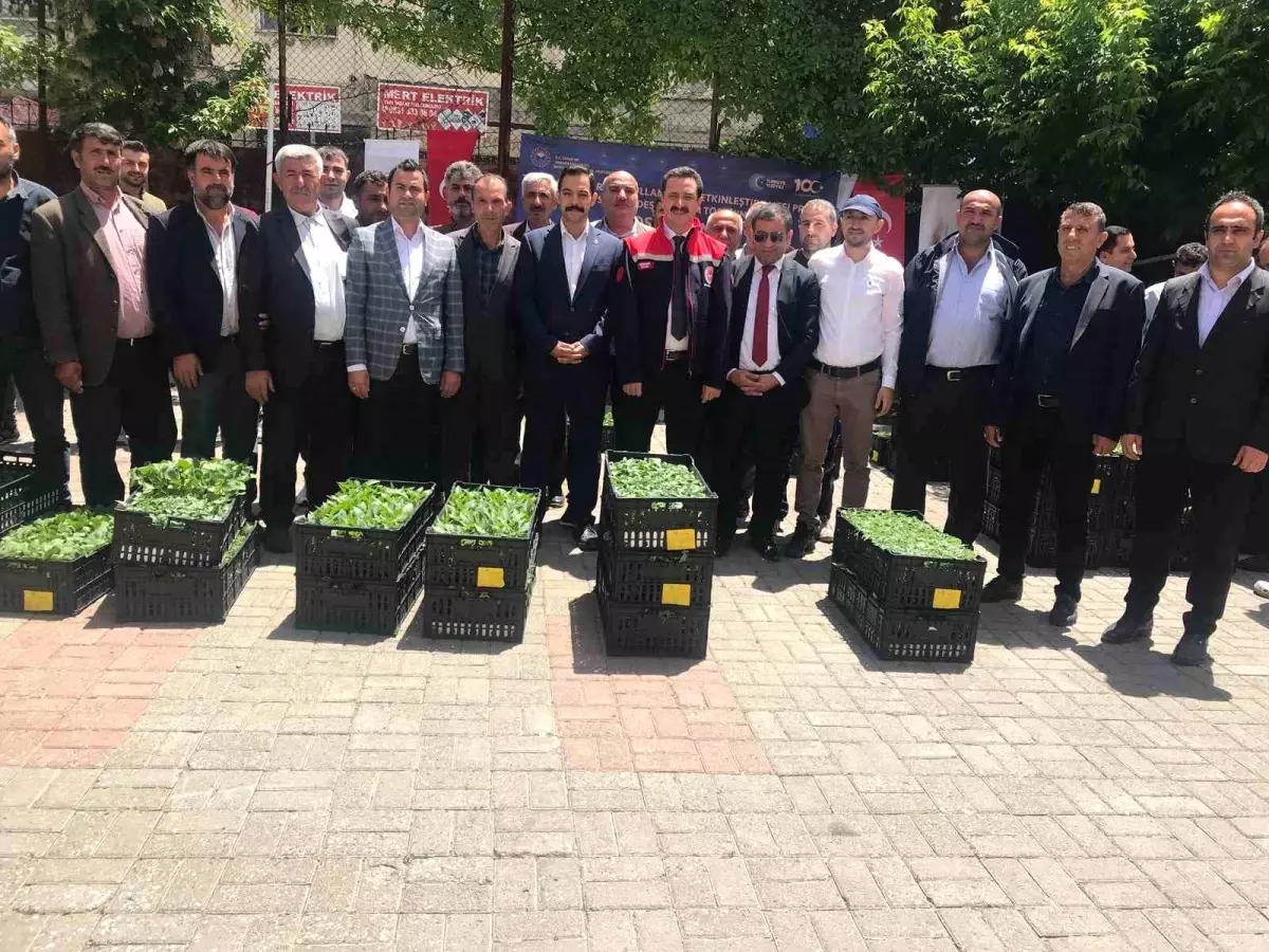 Bitlis Güroymak\'ta çiftçilere yüzde 75 hibe desteğiyle 21 bin sebze fidesi dağıtıldı