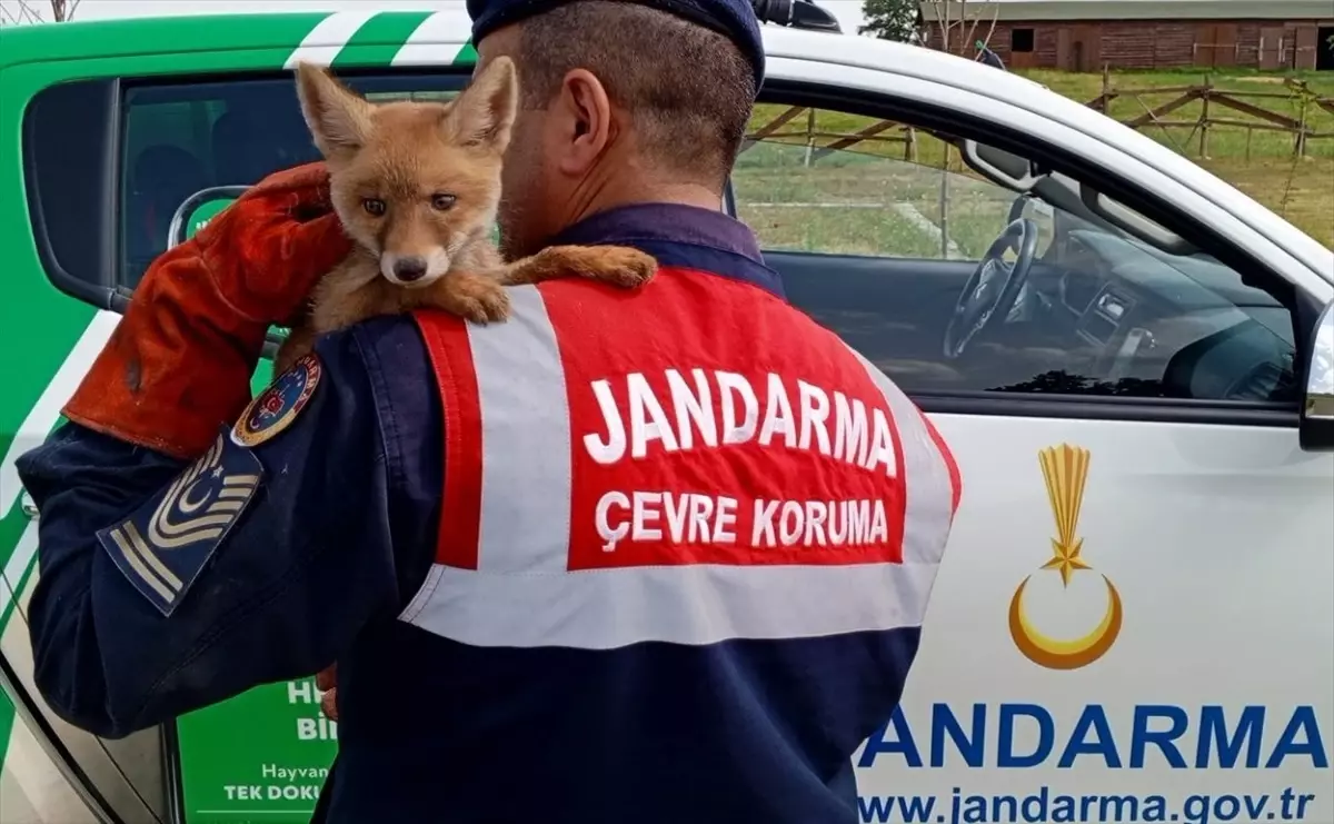 Jandarma ekipleri yavru tilkinin bakımını yapıp doğal yaşam alanına saldı