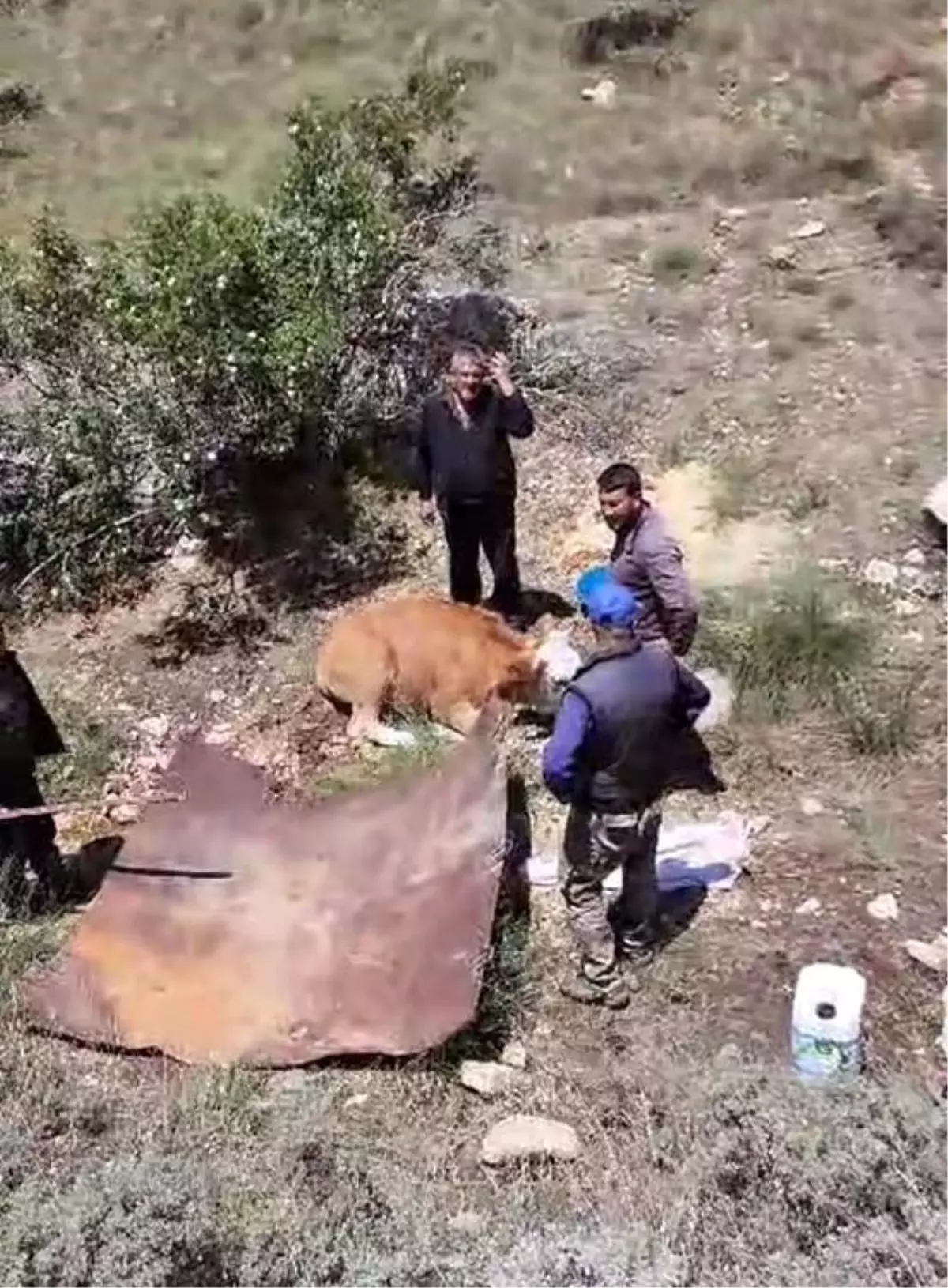 Kaybolan gebe inek dağlık alanda yorgunluktan bitap düşmüş halde bulundu