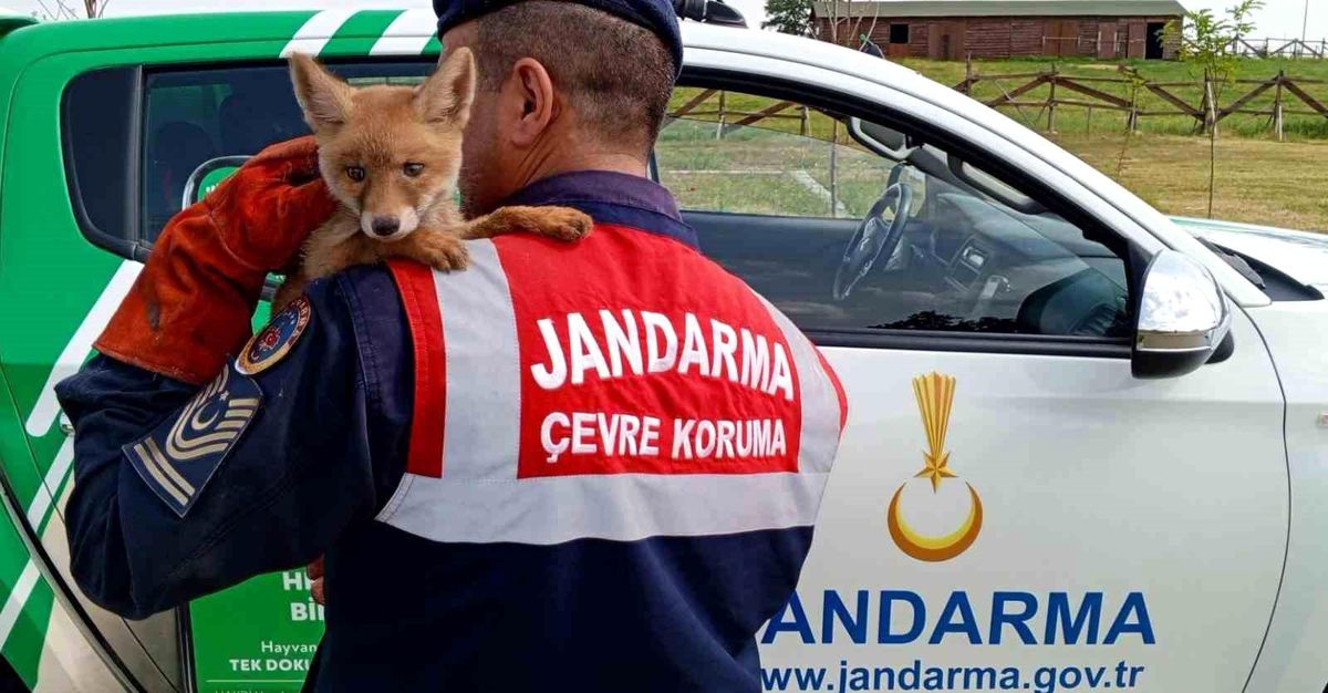 Jandarma Doğa Koruma Ekipleri Yavru Tilkiyi Bakımını Yaptıktan Sonra Doğal Yaşam Alanına Bıraktı
