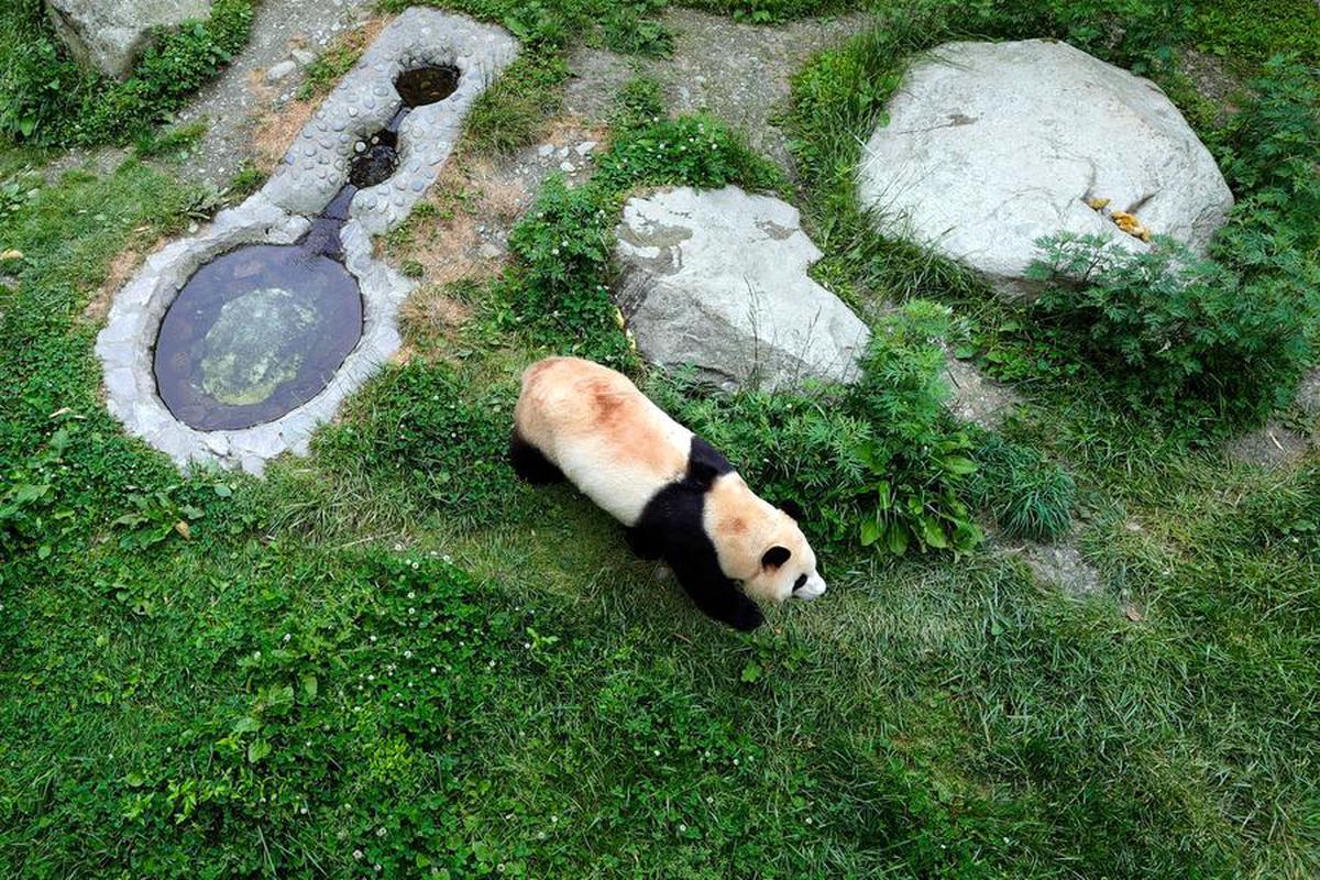Güney Kore\'de doğan ilk dev panda Fu Bao Çin\'e döndü