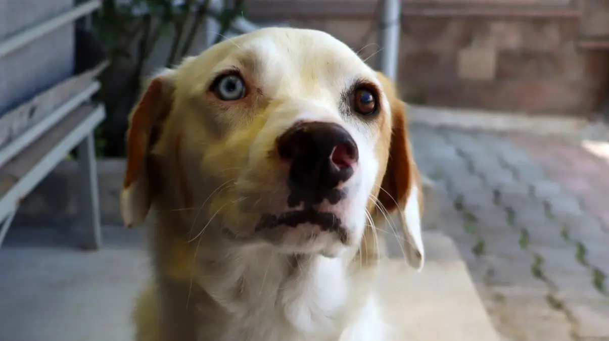 Kayseri\'de göz renklerinin farklı olması nedeniyle Van kedisine benzetilen köpek, mahallenin maskotu oldu