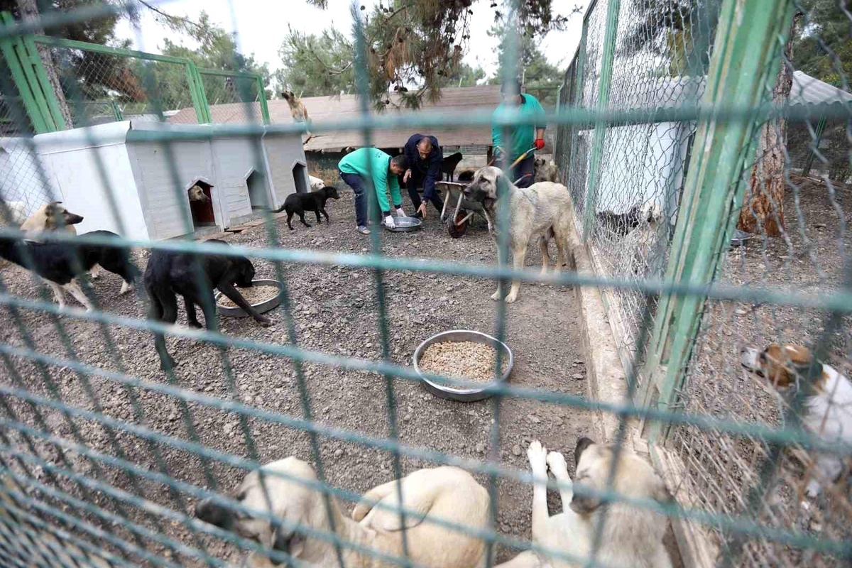 Gaziantep Büyükşehir Belediyesi Sokak Hayvanlarına Yönelik Çalışmalar Yapıyor