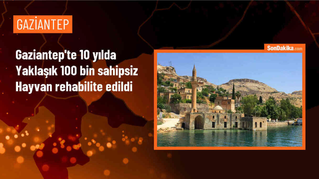 Gaziantep Doğal Yaşam Parkı\'nda 10 Yılda 100 Bin Sahipsiz Hayvan Rehabilite Edildi