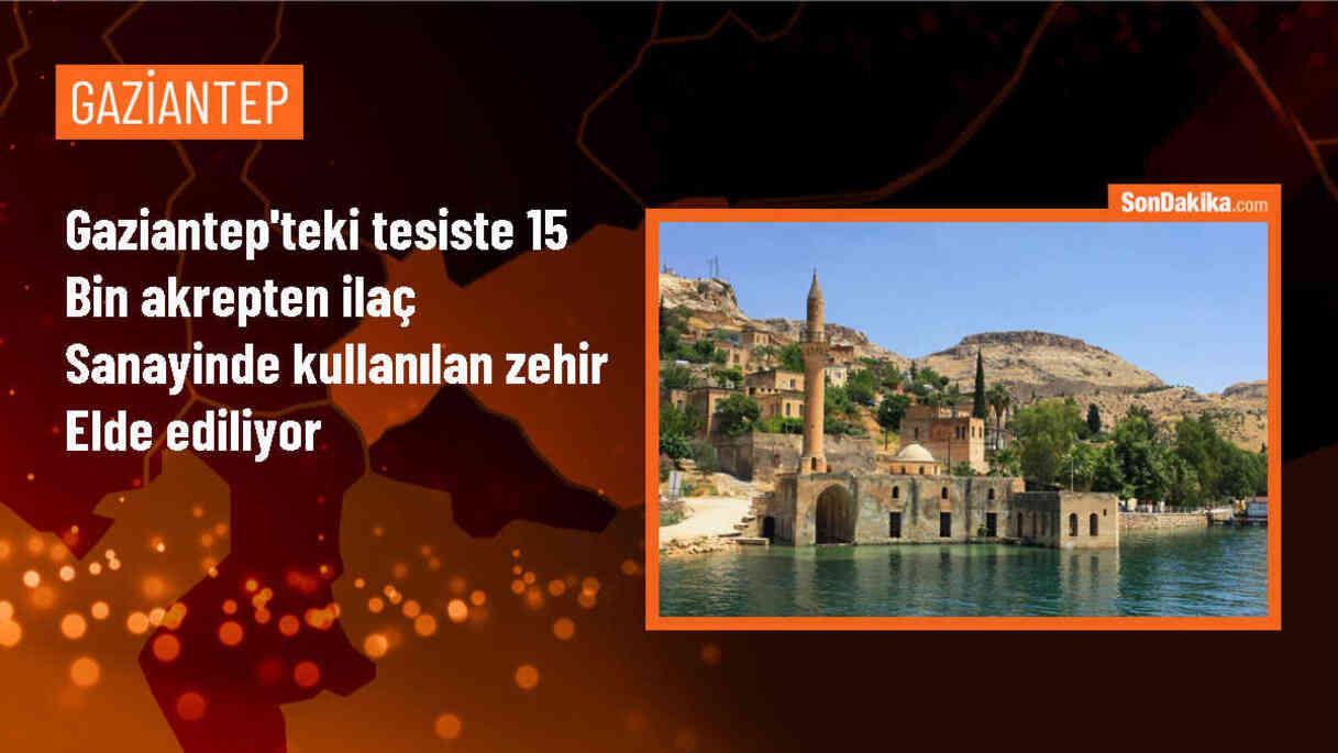 Türkiye\'de Kara Akrep Zehri Üretim Tesisi Yurt Dışına Satış Yapacak