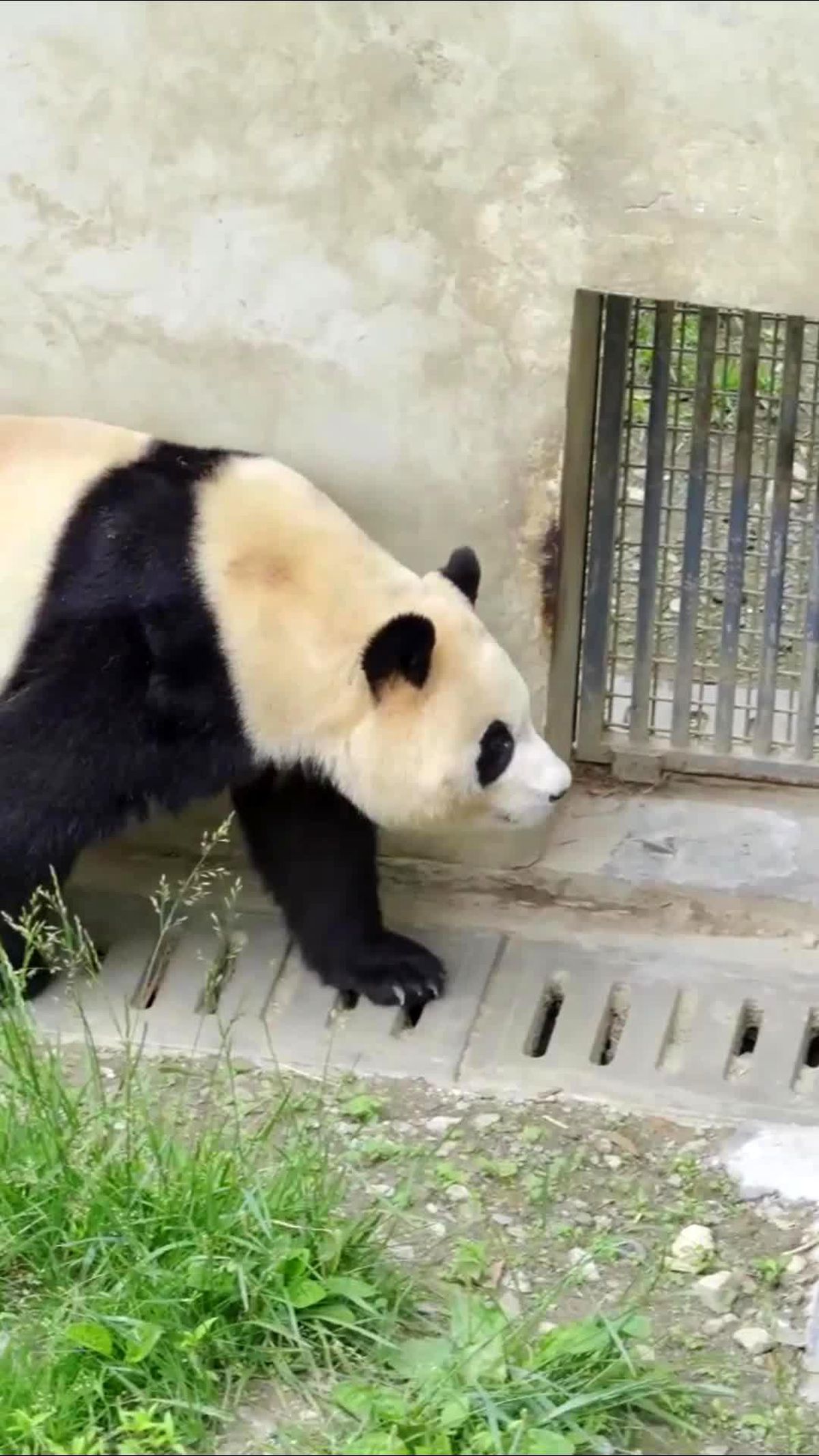Güney Kore\'de doğan dev panda Fu Bao\'nun görüntüleri
