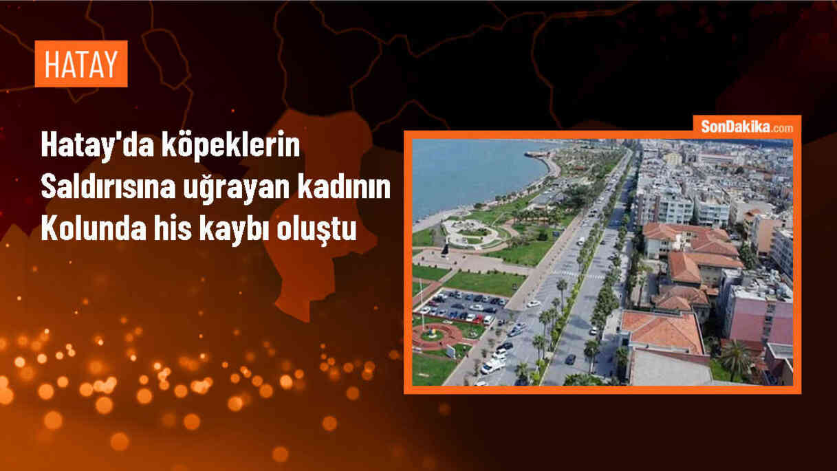 Yasaklı ırk köpek saldırısına uğrayan kadın, tek başına sokağa çıkmaktan korkuyor