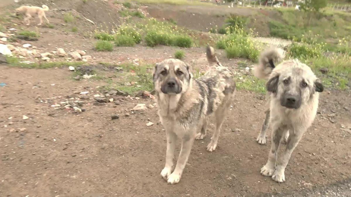 Hayvan Hakları Federasyonu: Sokak hayvanlarının uyutulmasına yönelik yasa hazırlığına tepki