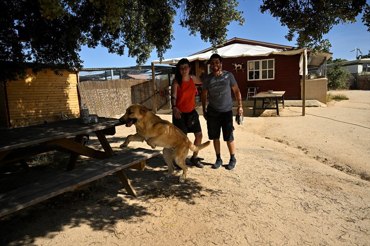 İspanya\'da Kontroller ve Kısırlaştırma Sayesinde Sokaklarda Sahipsiz Köpek Bulunmuyor