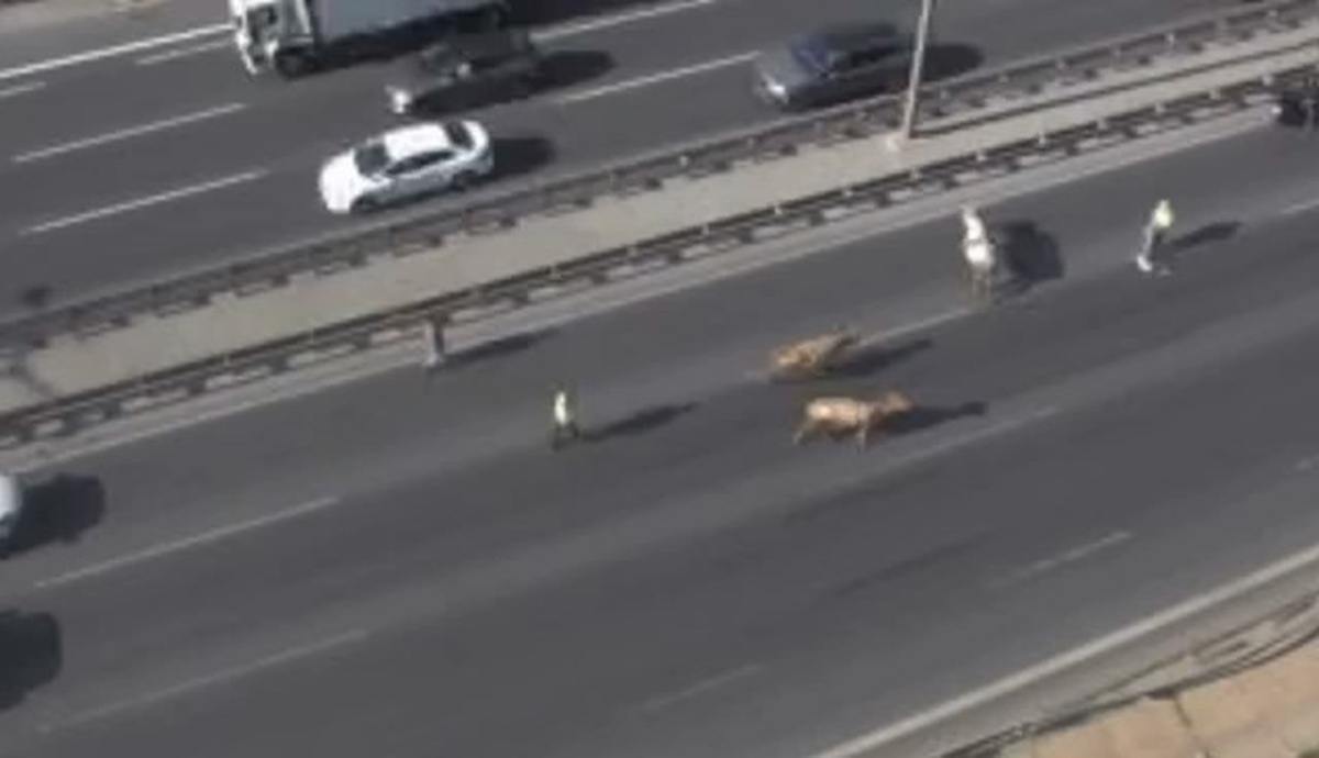AVCILAR\'da TEM Otoyolu\'na giren inekler trafiği altüst etti