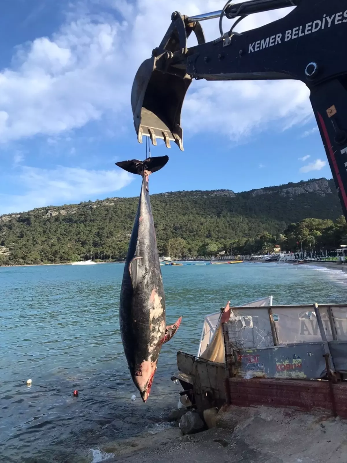 Antalya\'nın Kemer ilçesinde kıyıya vurmuş ölü yunus bulundu