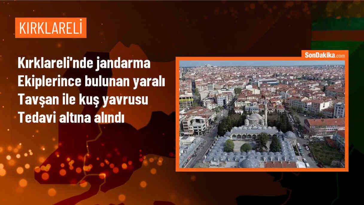 Kırklareli\'nde Yaralı Tavşan ve Kuş Yavrusu Tedavi Altına Alındı