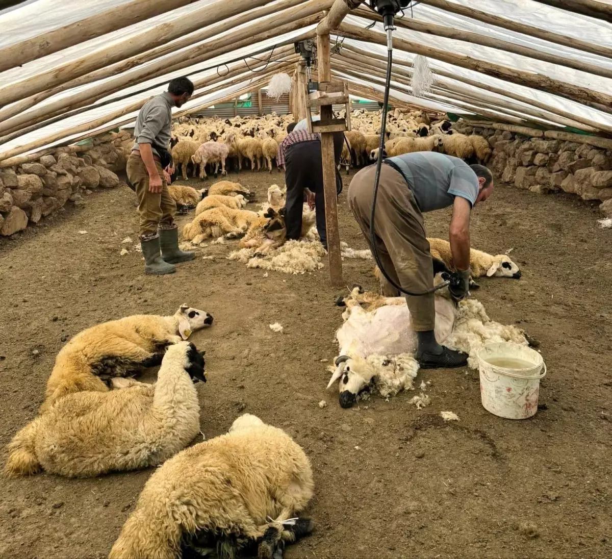 Tunceli\'de koyun kırkma dönemi başladı