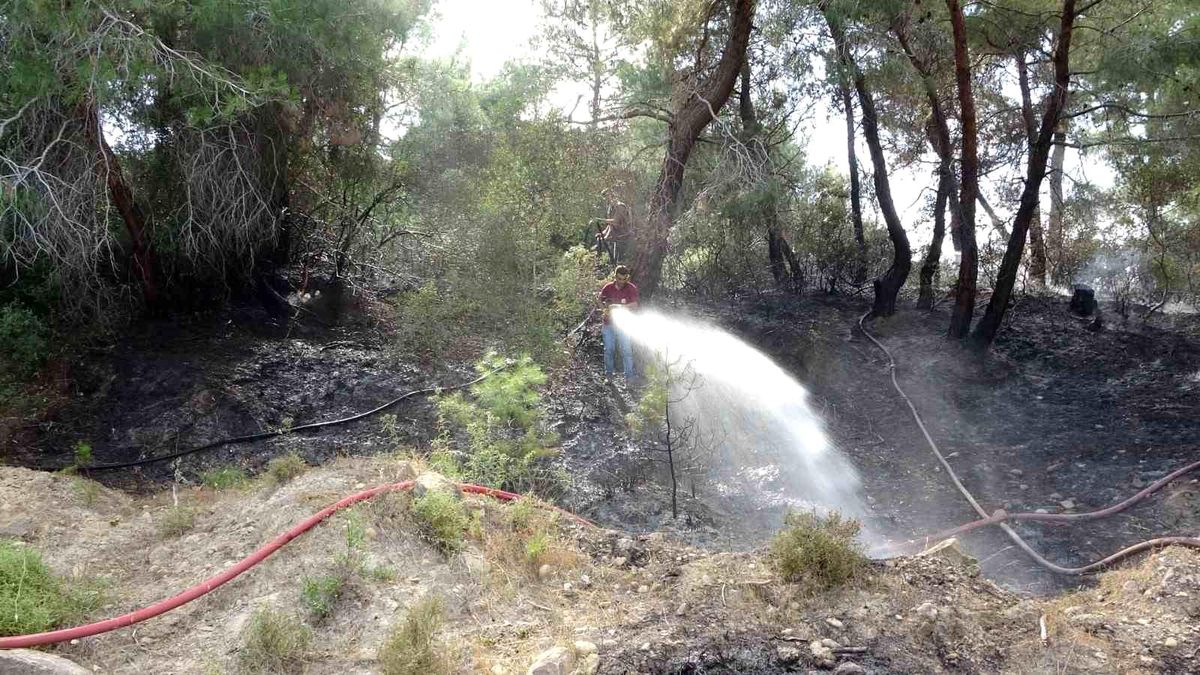 Manavgat\'ta çıkan yangında köpeği zarar görmeden kurtuldu