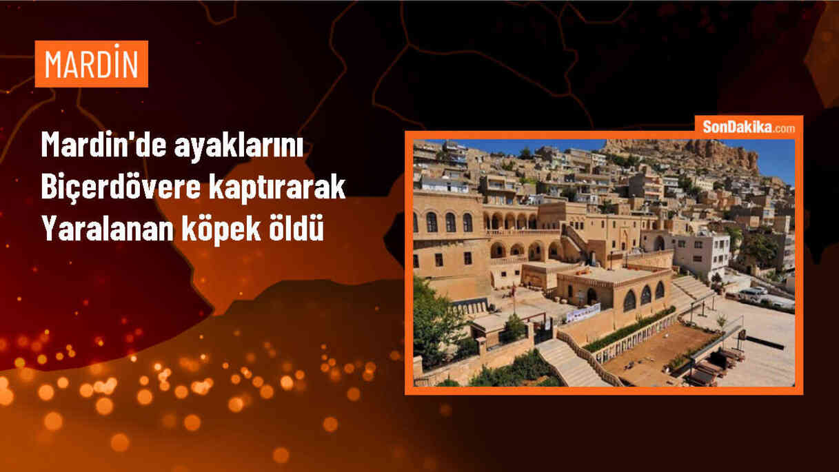 Mardin\'de biçerdövere sıkışan köpek hayatını kaybetti