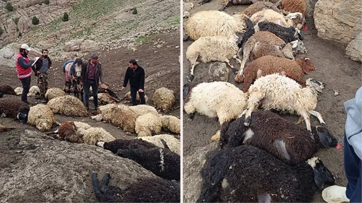 Van\'da kurtlar yayladaki sürüye saldırdı: 100 koyun öldü