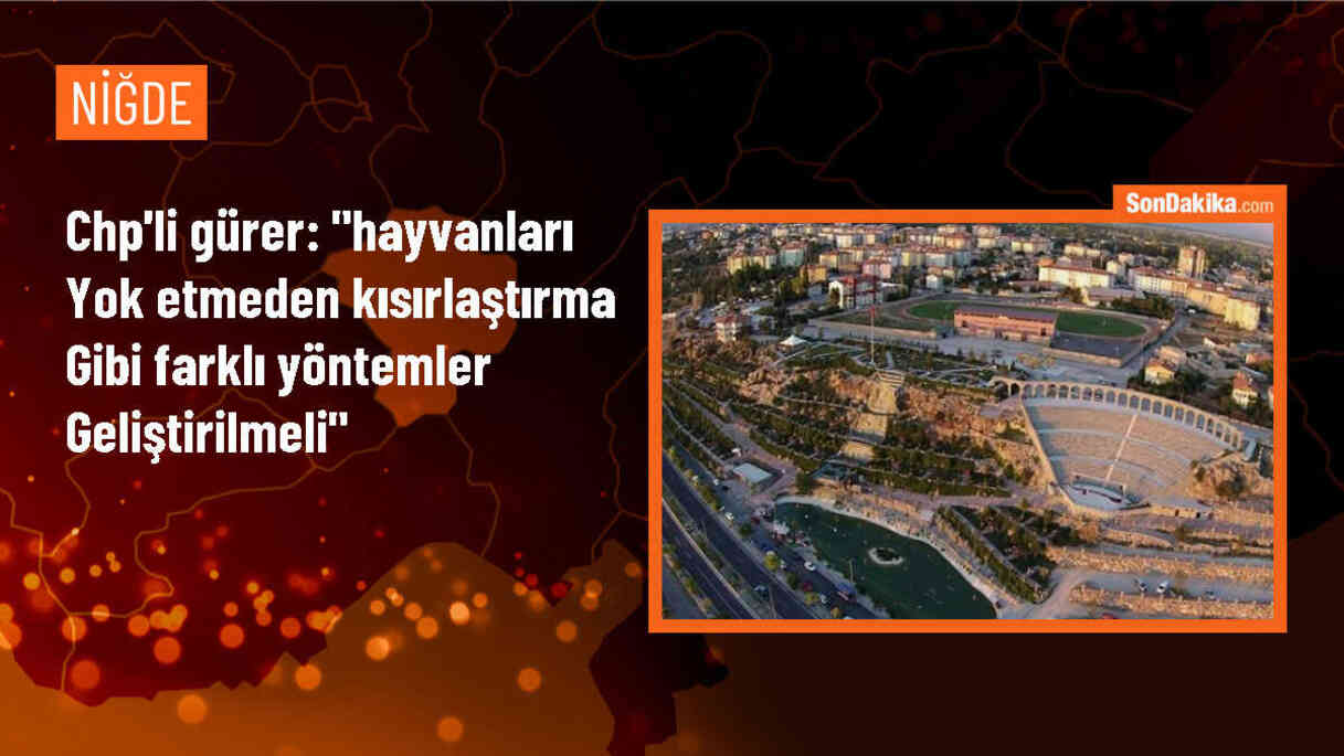 CHP Milletvekili Gürer: Sahipsiz Hayvanlar için Uyutma Yöntemine Karşıyız