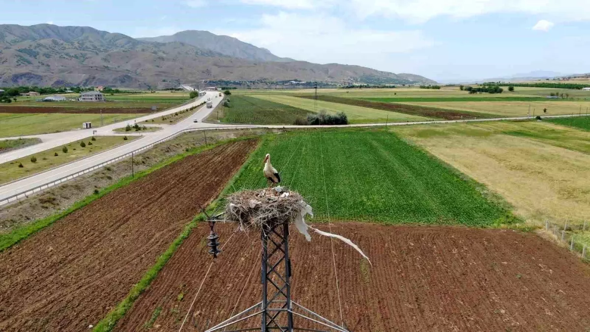 Elazığ\'ın Muratbağı köyünde 10 leylek yuvası bulunuyor