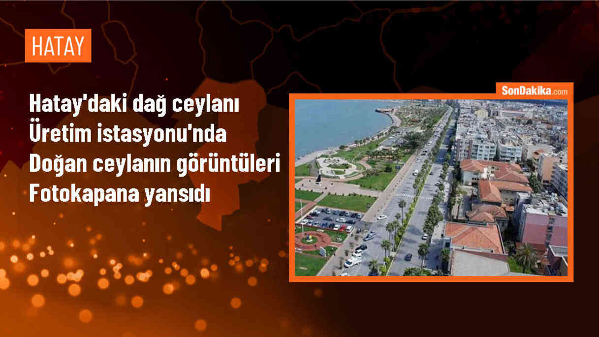 Hatay Dağ Ceylanı Üretim İstasyonu\'nda Yeni Doğan Ceylanın Görüntüleri Kaydedildi