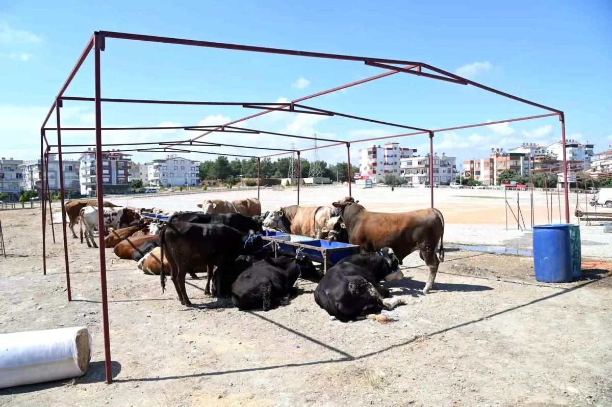 Manavgat Belediyesi Kurban Bayramı öncesi kurban satış pazarı alanı kurdu