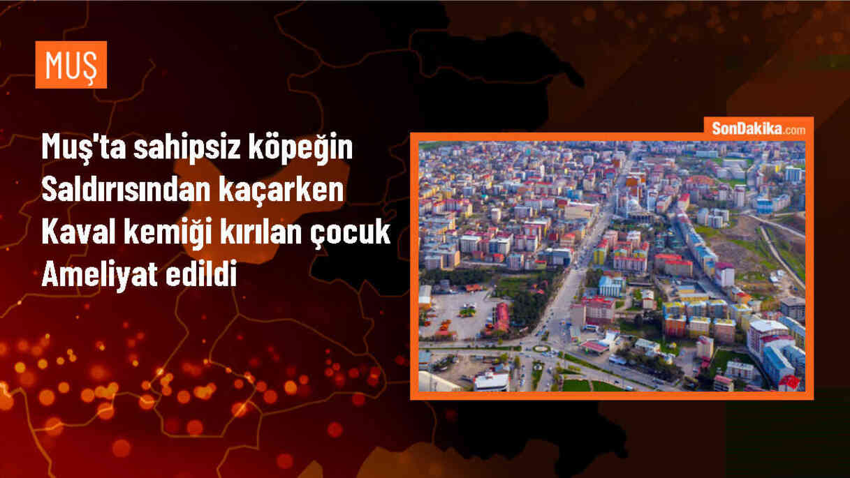 Muş\'ta sahipsiz köpeğin saldırısında çocuk yaralandı