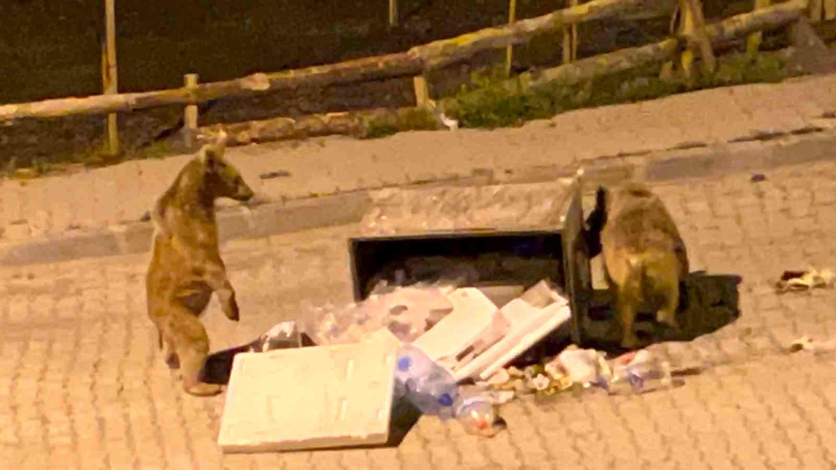 Sarıkamış\'ta Boz Ayılar Cadde ve Sokaklarda Cirit Atıyor