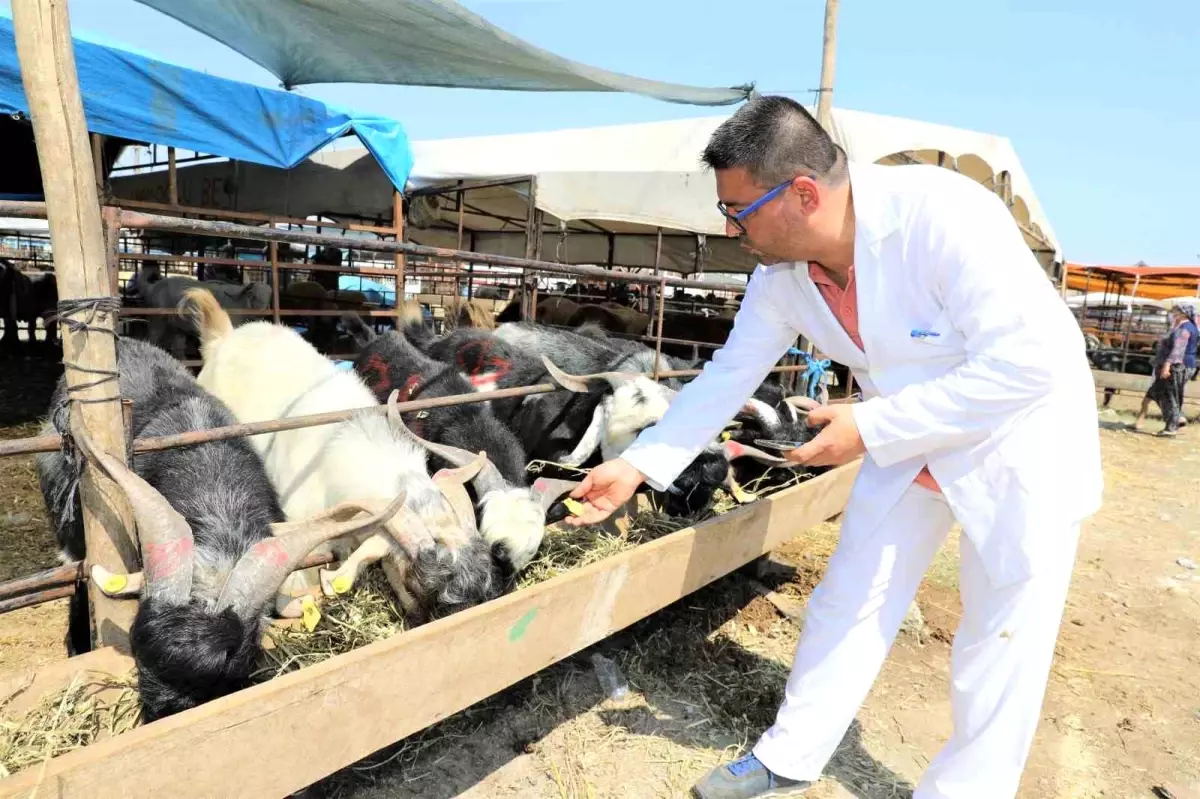 Yüreğir Belediyesi Kurban Bayramı için satış ve kesim noktalarını belirledi