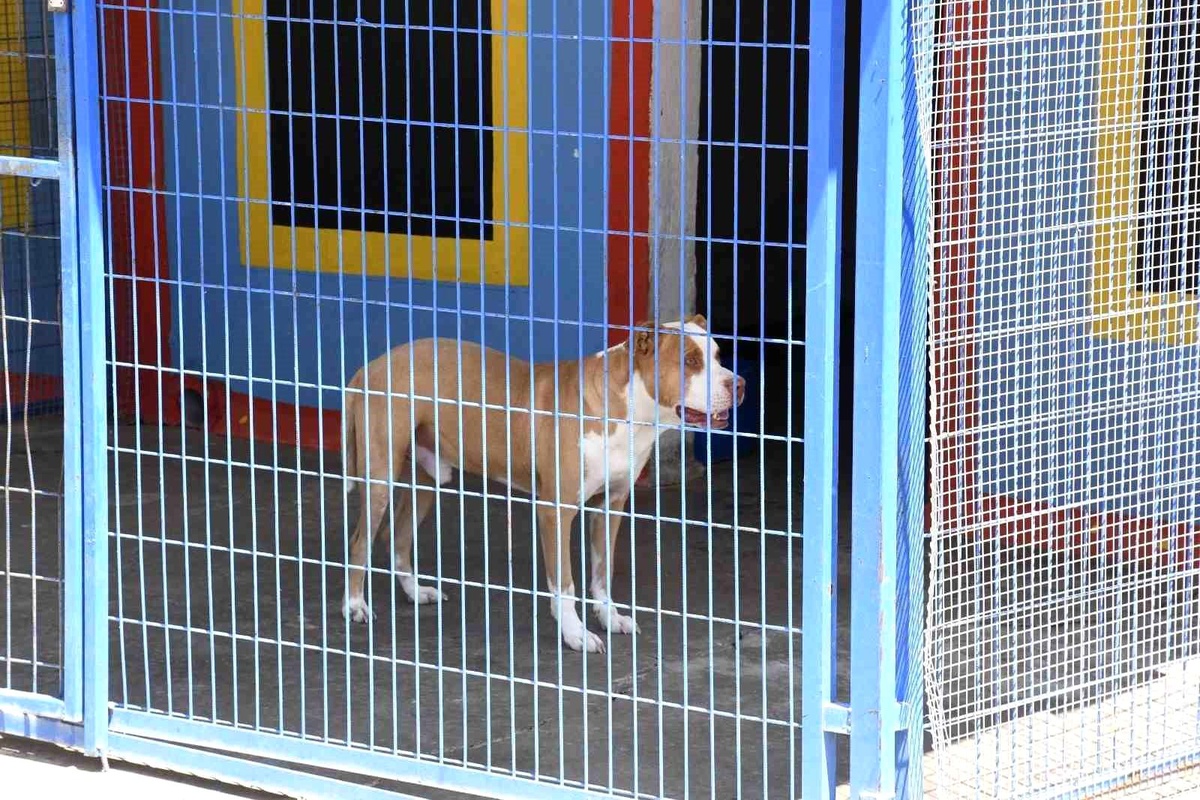 Kuşadası Belediyesi Zayıf Düşen Pitbull Köpeğe Sahip Çıktı