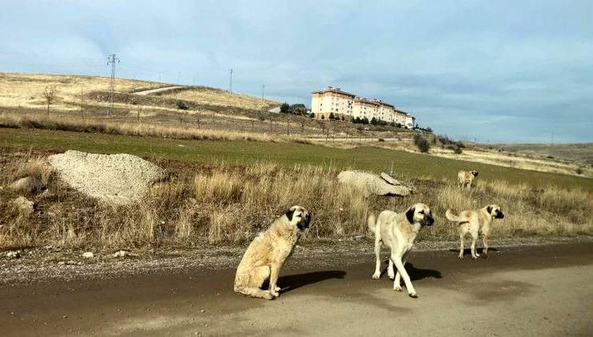 Ankara\'da Başıboş Köpeklerin Saldırısına Uğrayan Vatandaşlar Çözüm İstiyor