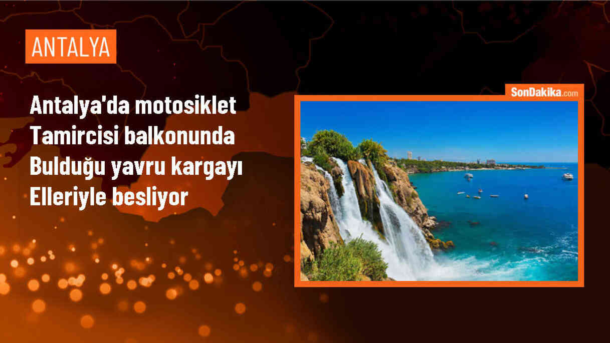 Antalya\'da motosiklet tamircisi yavru kargayı sahiplendi