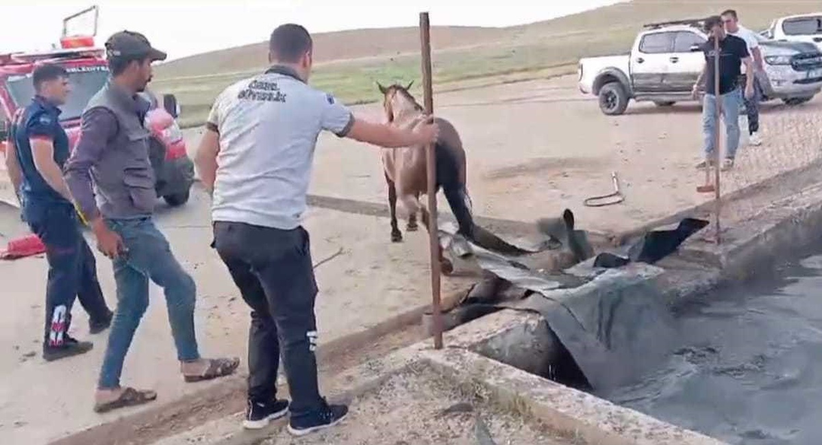 BATMAN\'da atık petrol kuyusuna düşen sahipsiz at kurtarıldı