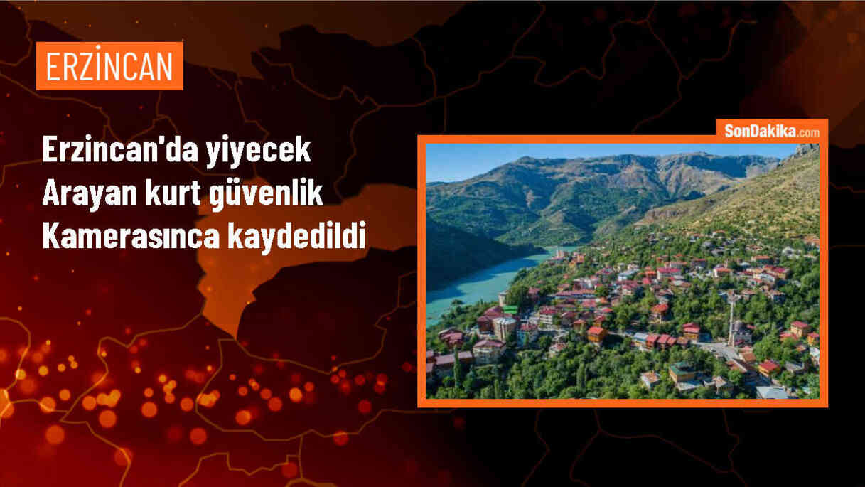 Erzincan\'da aç kalan kurt yerleşim yerinde yiyecek aradı