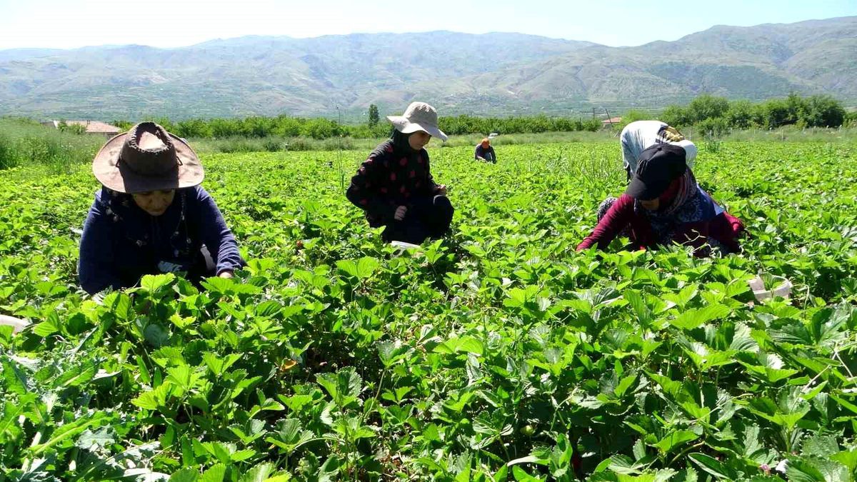 Malatya\'da \'kırmızı elmas\' olarak bilinen çilek hasadı başladı