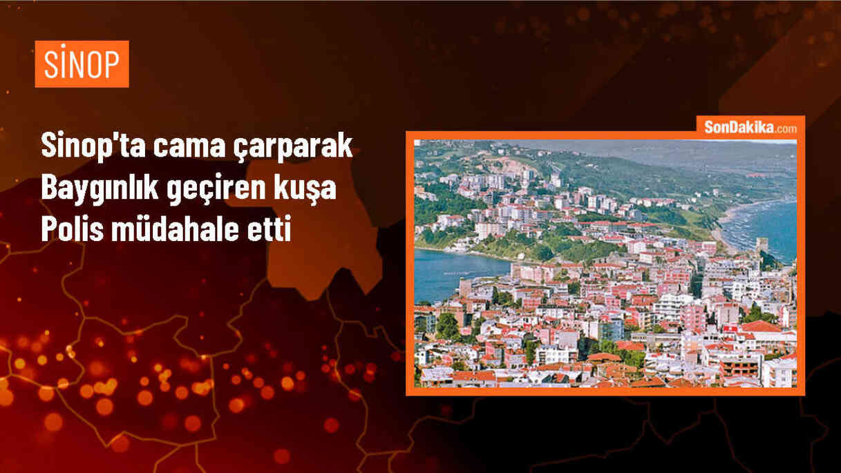 Sinop\'ta cama çarparak baygınlık geçiren kuşa polis müdahale etti