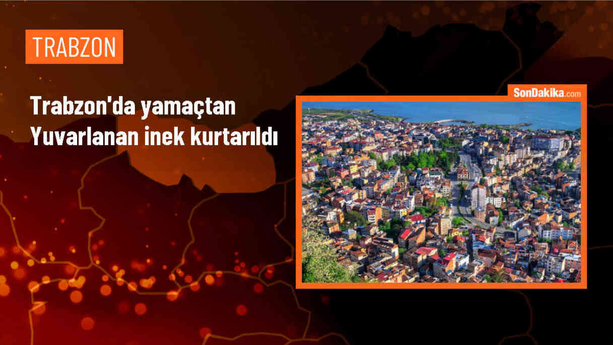 Trabzon\'da yamaçtan yuvarlanan inek kurtarıldı