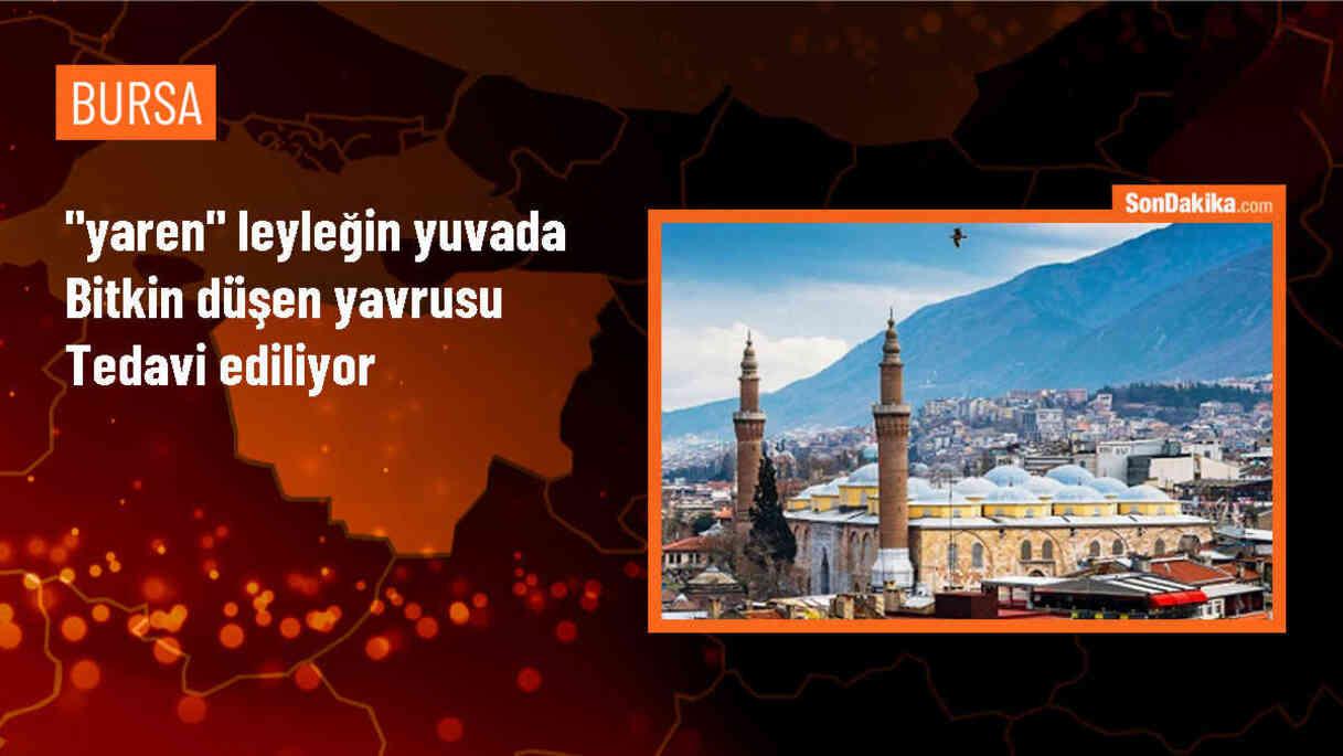 Bursa\'da simge haline gelen leylek yavrusu tedaviye alındı