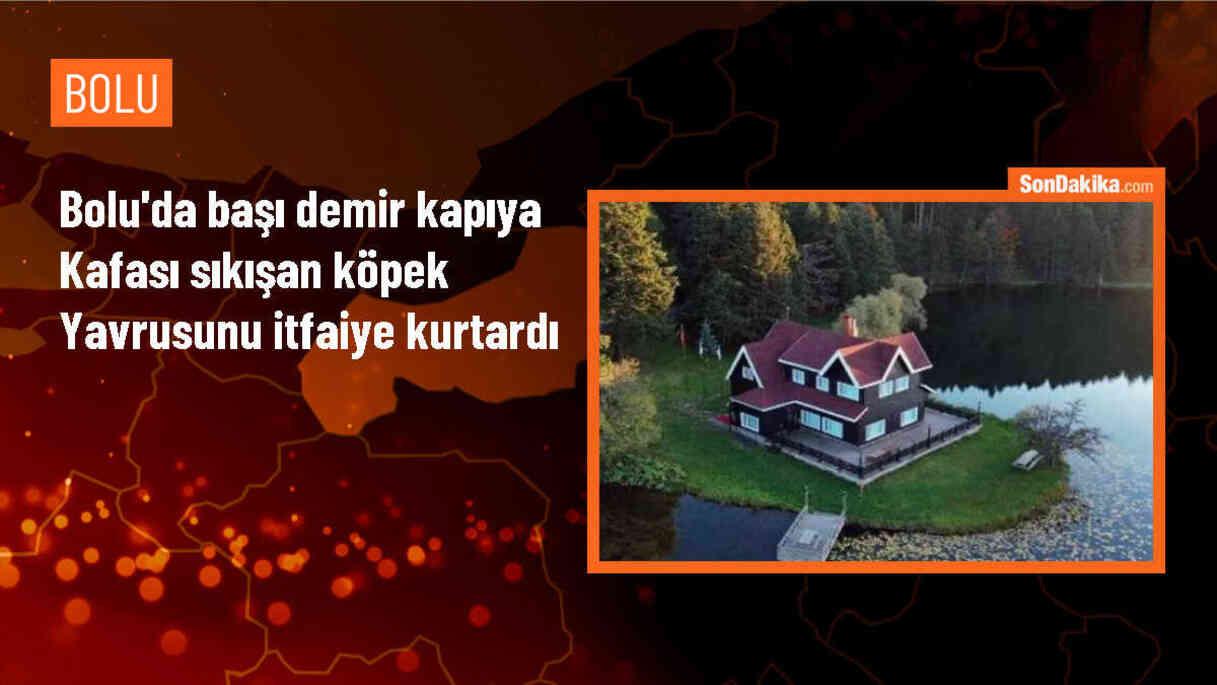 Bolu\'da demir kapıya sıkışan köpek yavrusu itfaiye tarafından kurtarıldı