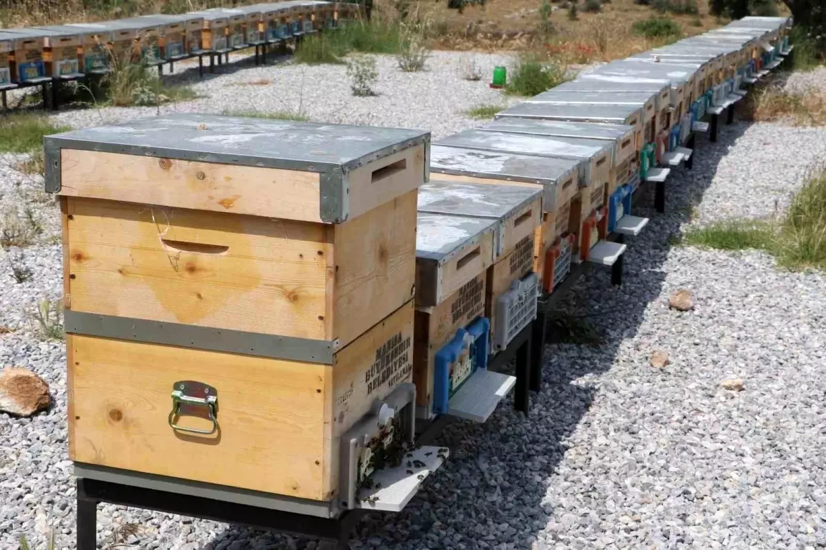 Manisa Büyükşehir Belediyesi\'nden Bal Üreticilerine Destek