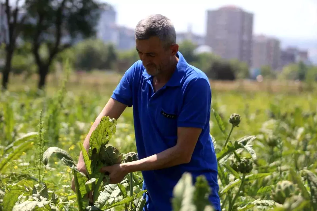 Hasanağa\'da Enginar Hasadı Başladı