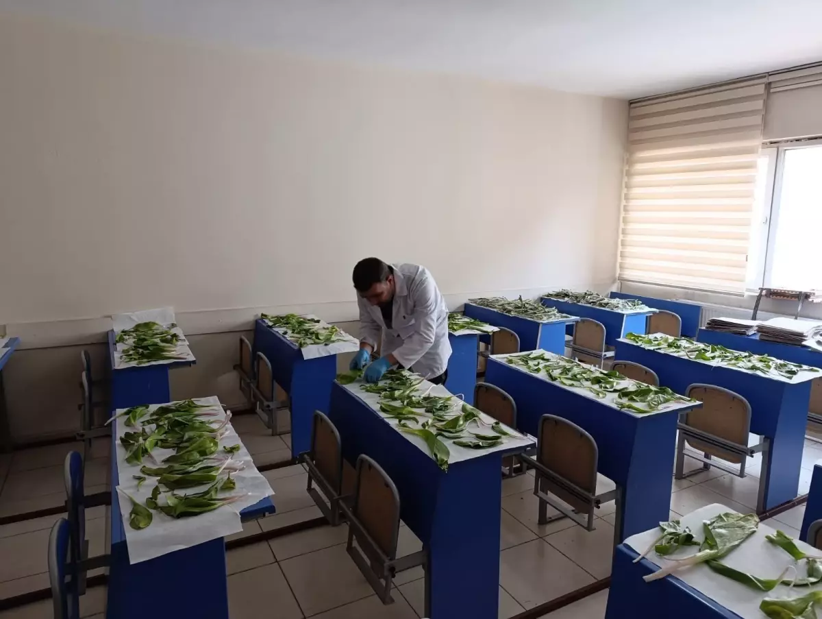 Yüksekova\'da Hakkari soğanı kaçakçılığına büyük darbe