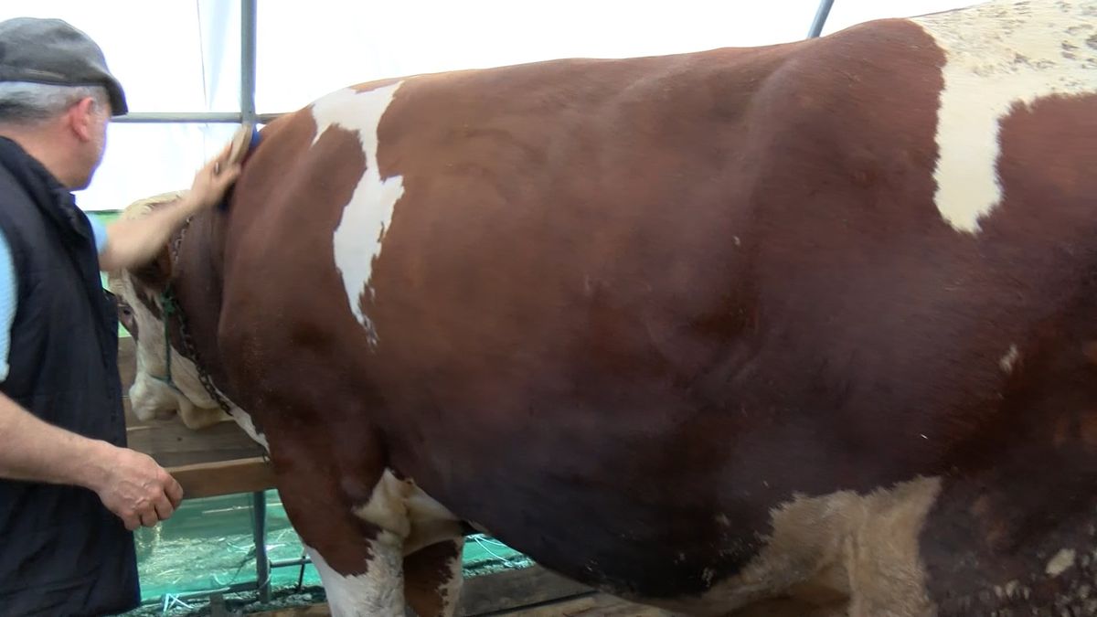 İstanbul\'da kurbanlıklar görücüye çıktı