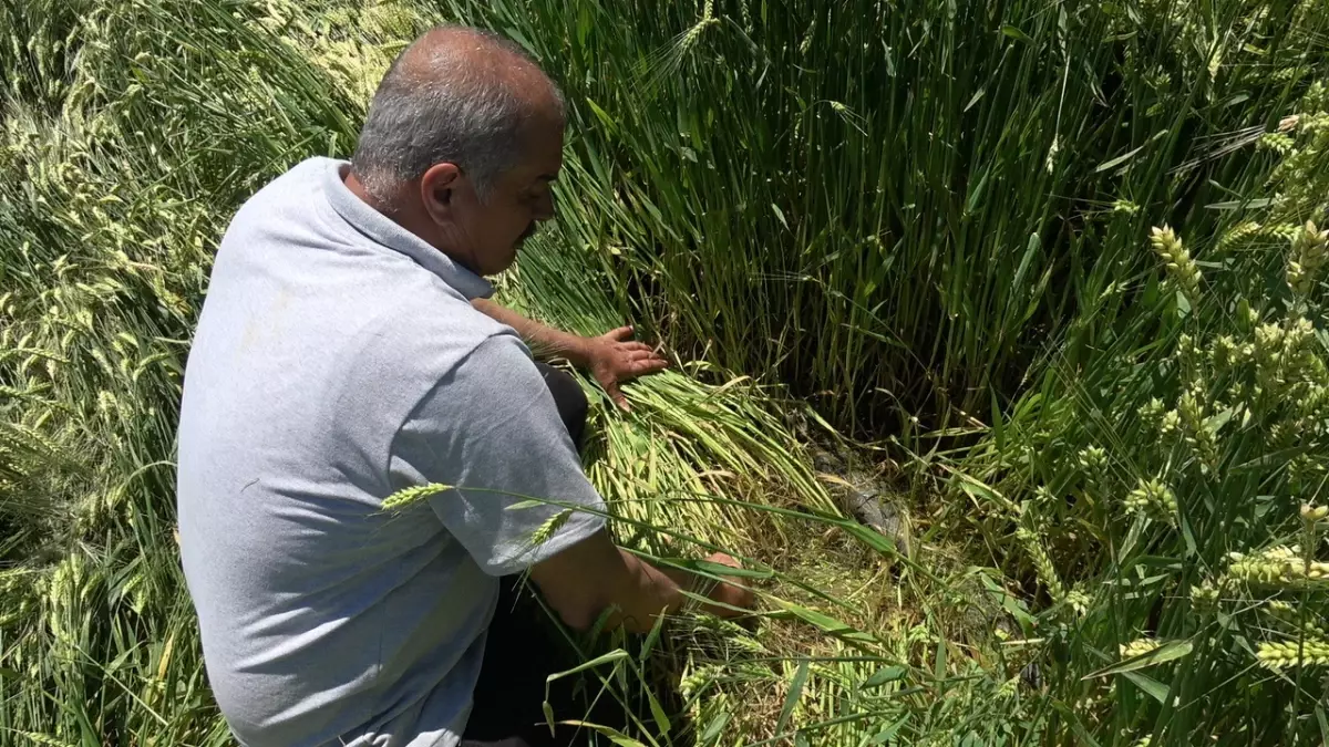 Yeşilhisar\'da Dolu ve Yağmur Tarım Alanlarına Zarar Verdi